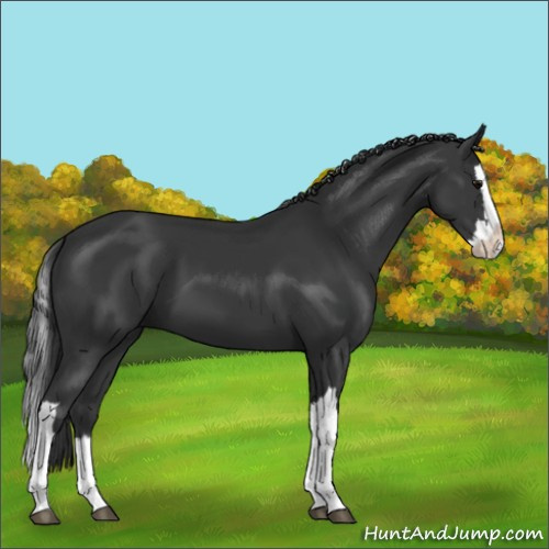 Horse Color:Black Splash 