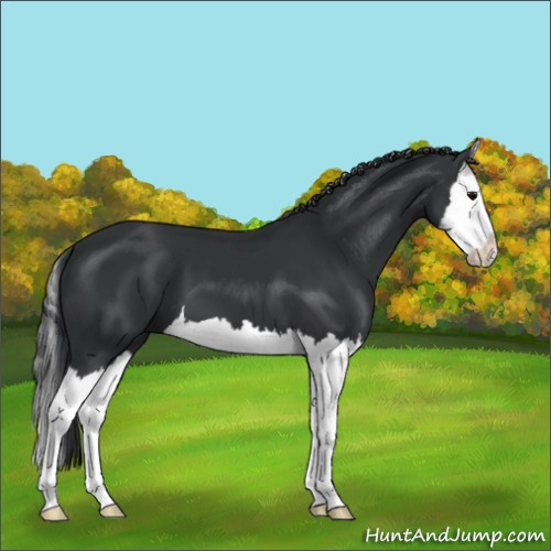 Horse Color:Black Splash 