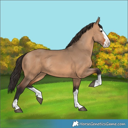 Horse Color:Bay Dun Splash Rabicano 