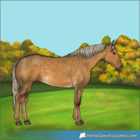 Horse Color:Chocolate Palomino Dun