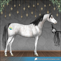 Horse Color:Brown Roan Sabino