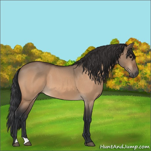 Horse Color:Bay Roan Dun 