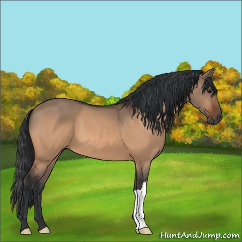 Horse Color:Bay Dun 