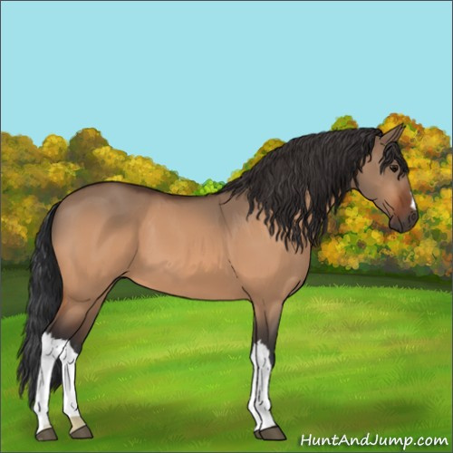 Horse Color:Bay Dun 