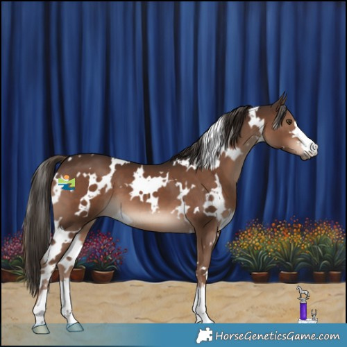 Horse Color:White Spotted Liver Chestnut 