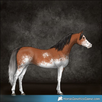 Horse Color:White Spotted Bay Rabicano 