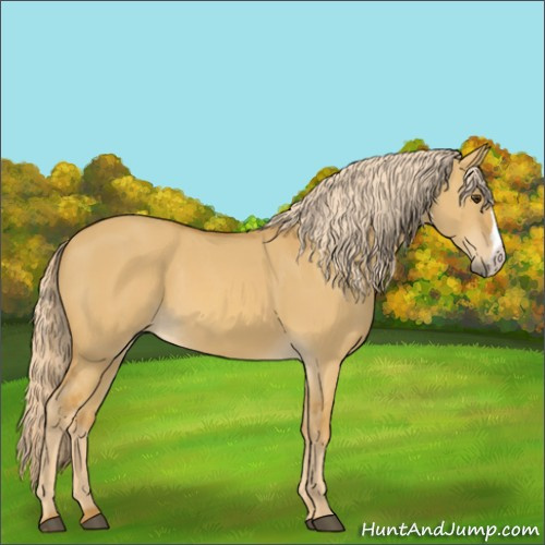 Horse Color:Palomino Dun 