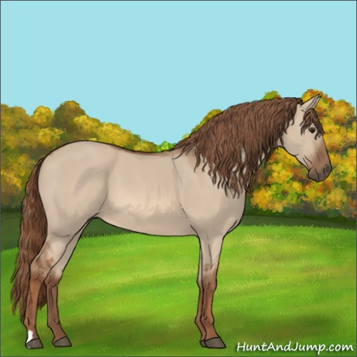 Horse Color:Red Dun 