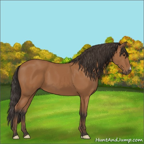 Horse Color:Bay 