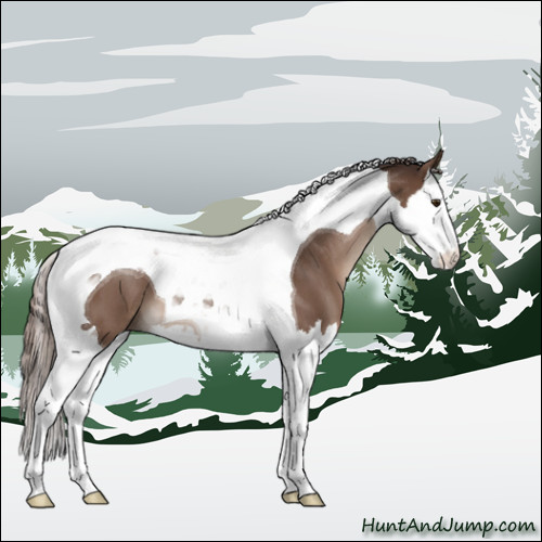 Horse Color:Liver Chestnut Splash Tobiano