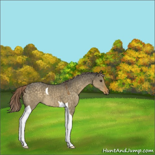 Horse Color:Chocolate Palomino Dun Tobiano 