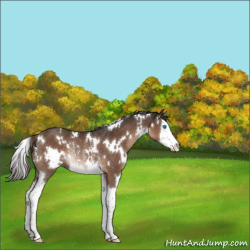 Horse Color:White Spotted Liver Chestnut Splash Rabicano 