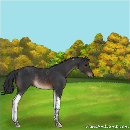 Horse Color:Brown Tobiano Rabicano 