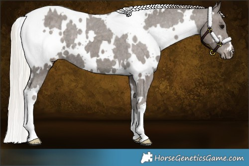 Horse Color:White Spotted Silver Black Appaloosa 