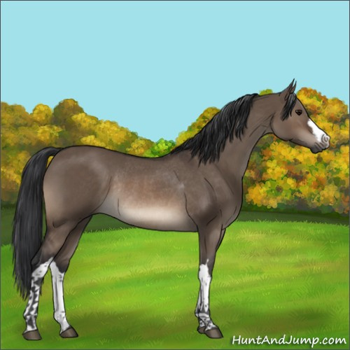 Horse Color:Brown Dun Rabicano 