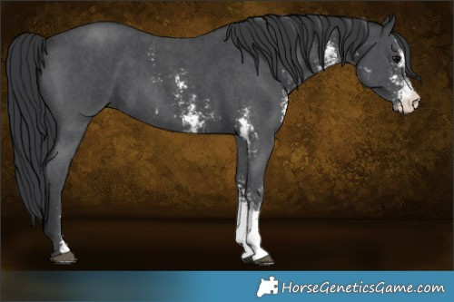 Horse Color:Black Sabino 