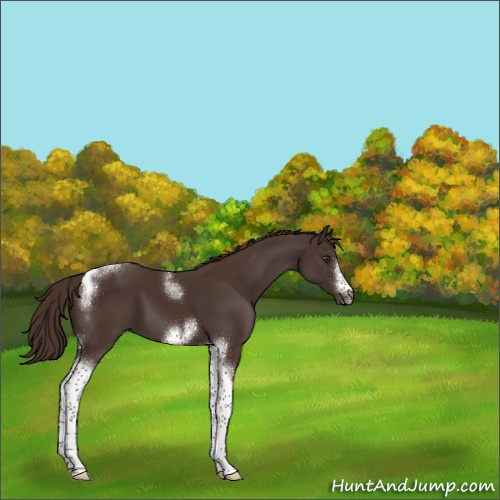 Horse Color:Liver Chestnut Tobiano Frame 