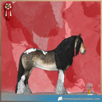 Horse Color:Gray Buckskin Dun Tobiano 