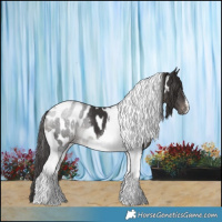 Horse Color:Smoky Black Tobiano Appaloosa 