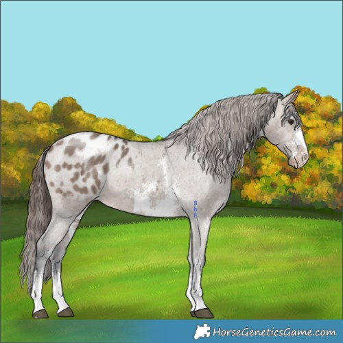 Horse Color:Brown Dun Sabino Appaloosa 
