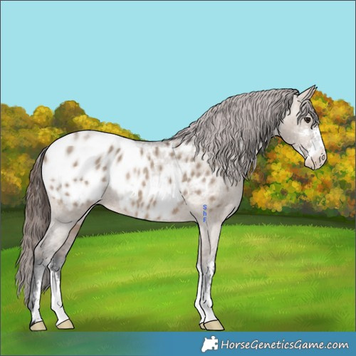 Horse Color:Brown Dun Sabino Appaloosa 
