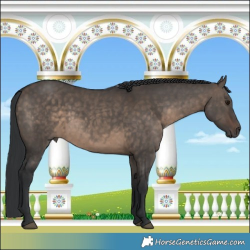 Horse Color:Brown Dun 