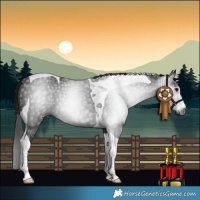Horse Color:Gray Black Tobiano 
