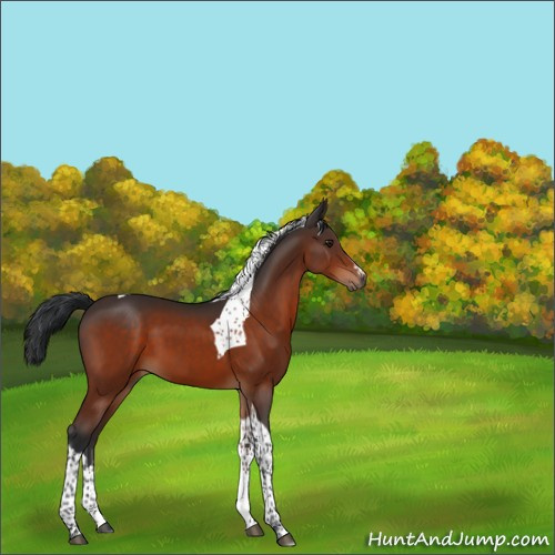 Horse Color:Brown Tobiano 