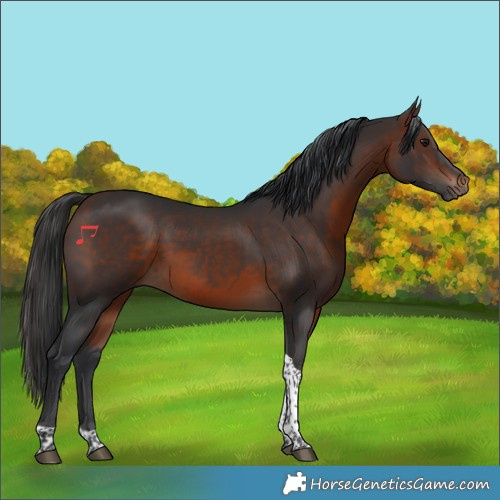 Horse Color:Brown Tobiano 