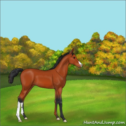 Horse Color:Brown 