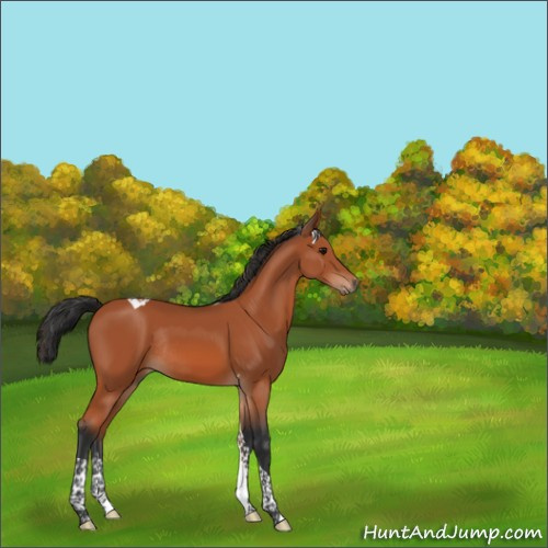 Horse Color:Bay Tobiano Rabicano 