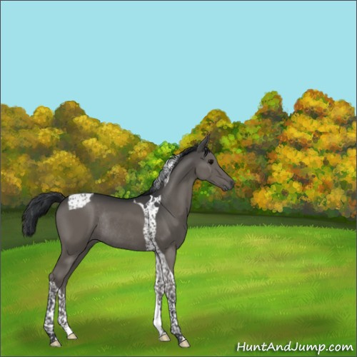 Horse Color:Black Tobiano Rabicano 
