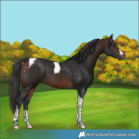 Horse Color:Brown Tobiano 