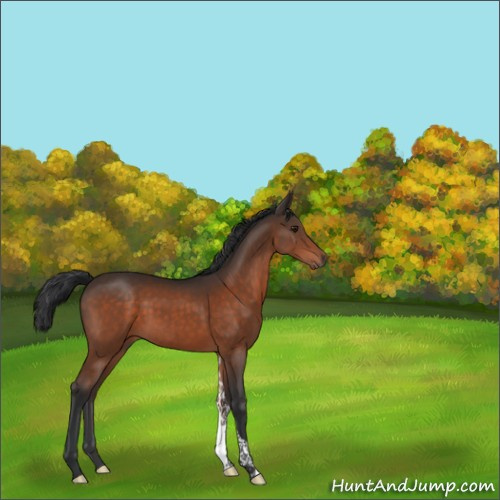Horse Color:Brown Tobiano Rabicano 