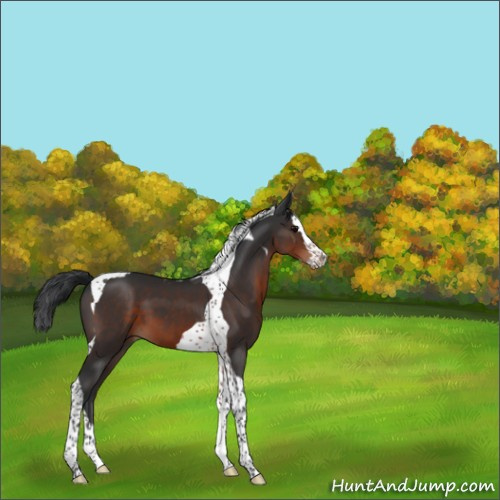 Horse Color:Brown Splash Tobiano 