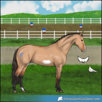 Horse Color:Bay Dun Splash Frame 