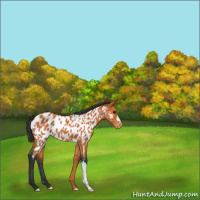 Horse Color:Bay Appaloosa