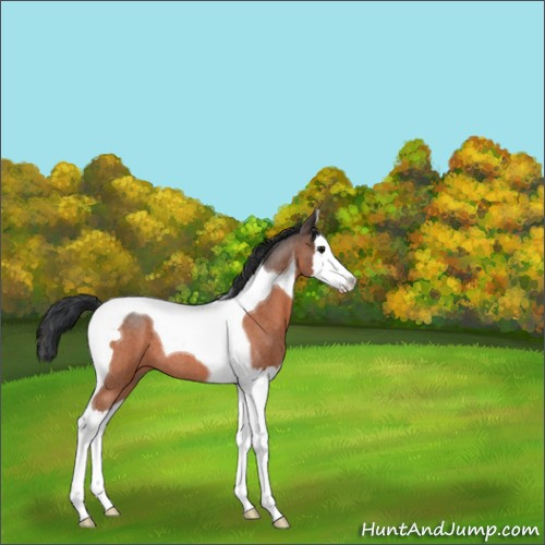 Horse Color:Bay Roan Splash Tobiano 