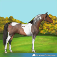 Horse Color:Brown Roan Tobiano Rabicano