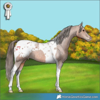 Horse Color:Bay Tobiano Appaloosa Rabicano