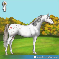 Horse Color:Bay Tobiano Appaloosa Rabicano 