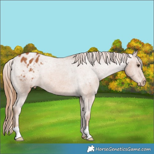 Horse Color:Chestnut Appaloosa 