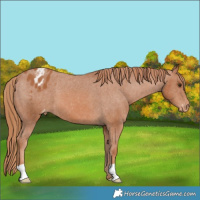 Horse Color:Chestnut Appaloosa