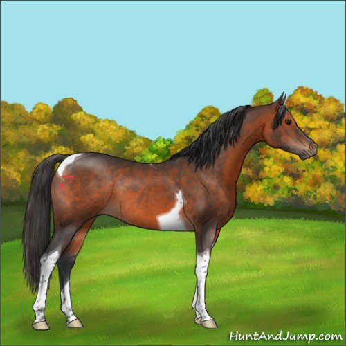 Horse Color:Brown Tobiano Rabicano 