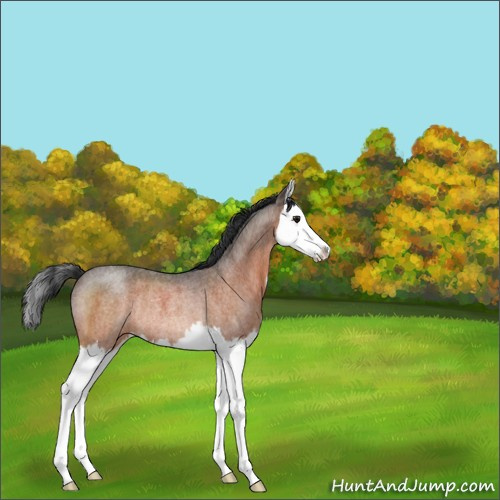 Horse Color:Bay Roan Splash Rabicano 