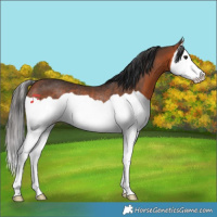 Horse Color:Bay Splash Rabicano 
