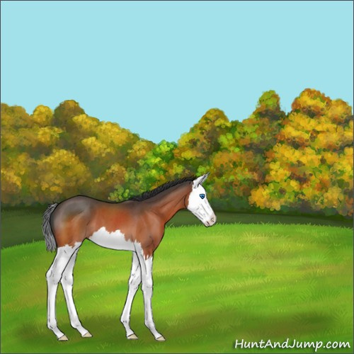 Horse Color:Bay Roan Splash 