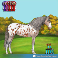 Horse Color:Bay Appaloosa 