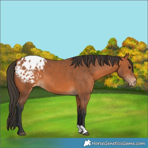 Horse Color:Bay Appaloosa 