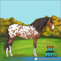 Horse Color:Bay Near Leopard 